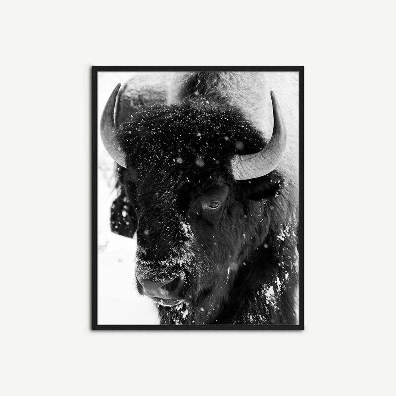 Artwork |  Bison Snowing Wall Art, Framed Artwork Artwork